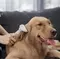 Щетка для удаления линьки Pawbby Pet DE-shedding Brush (MG-PCO001-EU) белая